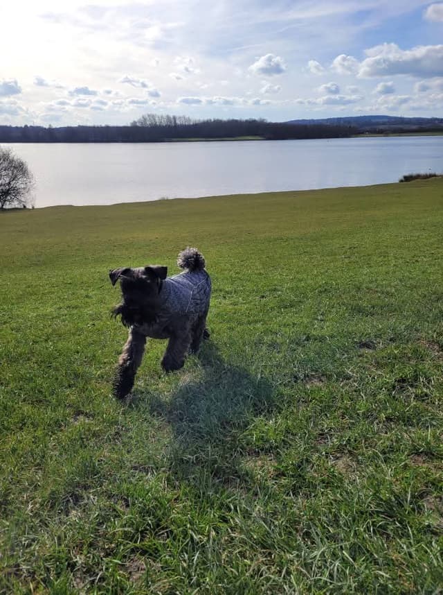 Dog on a walk