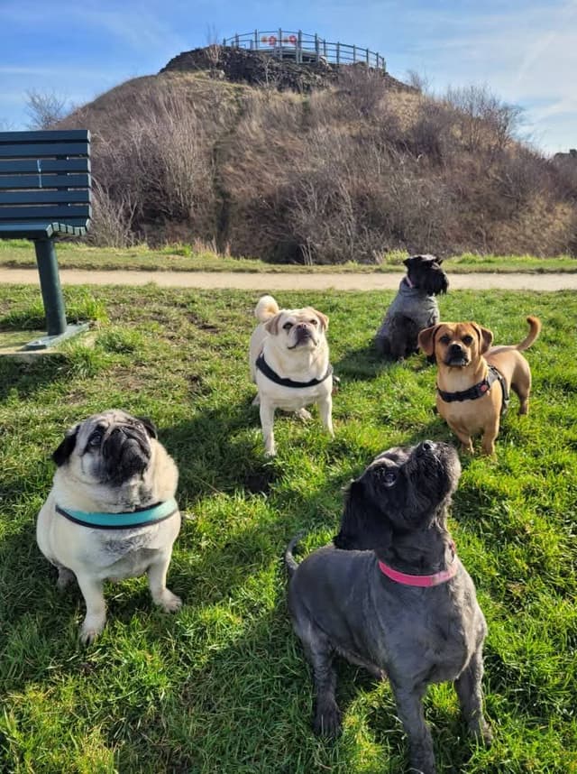 Dogs at daycare