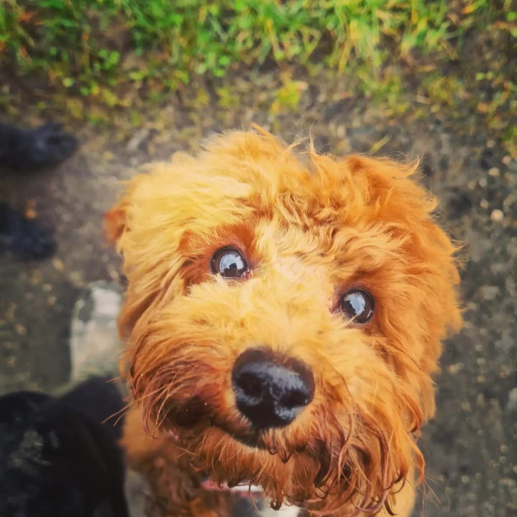 Happy dog at pet boarding