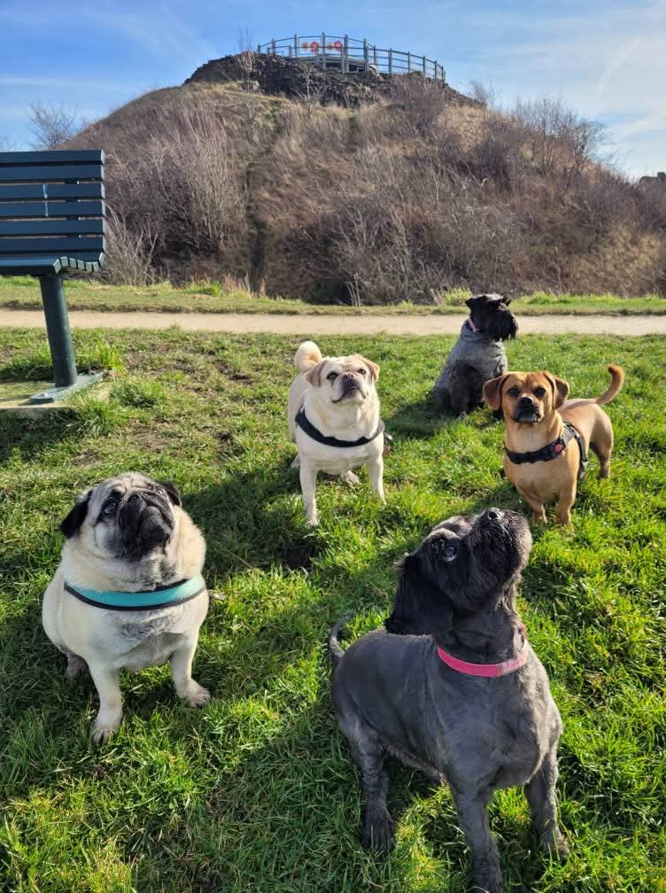 Dogs at daycare