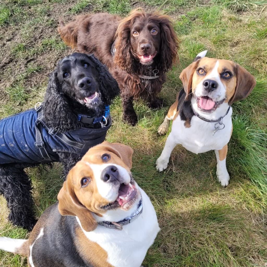 Happy dog at boarding