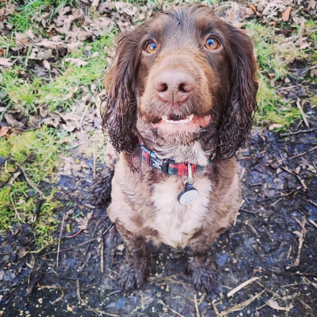 Dog in trusted care